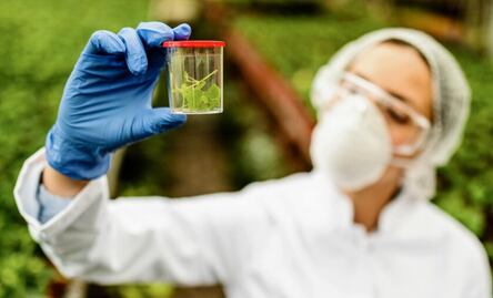 Descubre la microalga ideal para producir omega-3 de forma natural