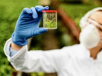 Descubre la microalga ideal para producir omega-3 de forma natural