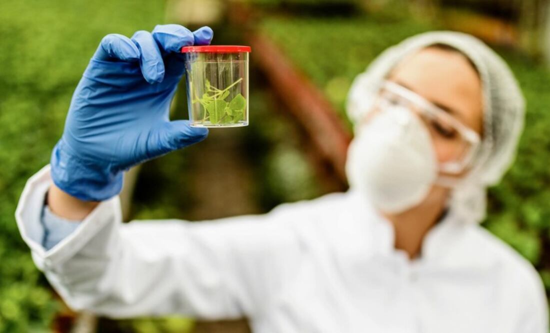 Microalga Tetraselmis. Fuente:Freepik