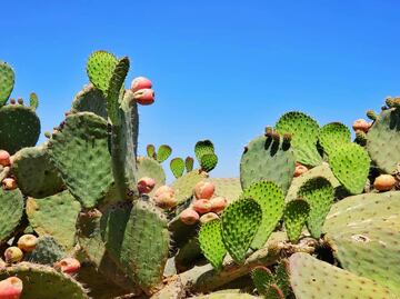 Cuáles son los beneficios de comer nopal