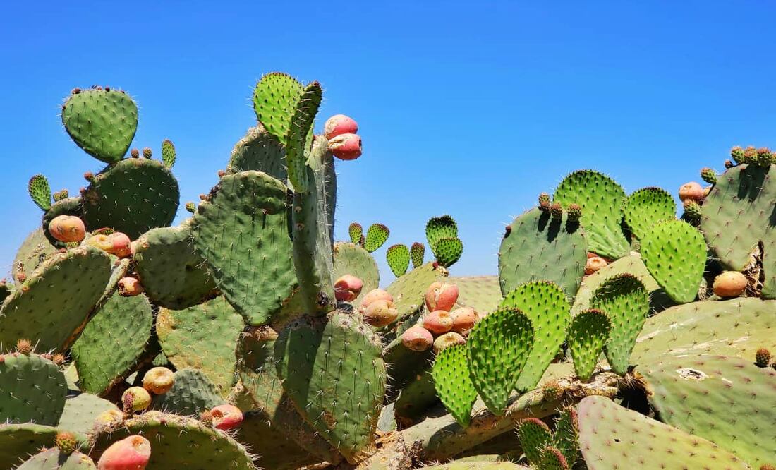 Comer nopal ayuda a aliviar los síntomas de la diabetes. Foto: Unsplash.