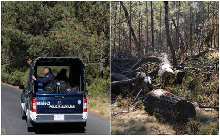 Arranca este lunes operativo para combatir la tala ilegal en Tlalpan