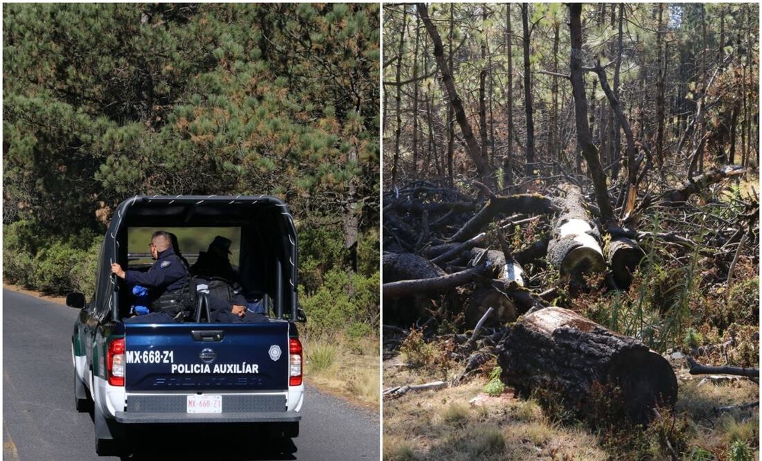 Tala ilegal en Tlalpan. Foto: Especial