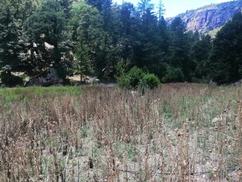 Captan en video rescate de 21 hombres en Chihuahua; eran obligados a sembrar droga