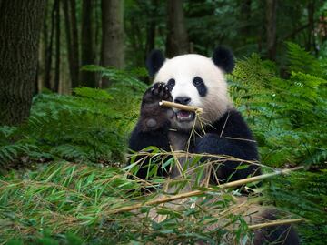 ¿Qué es la diplomacia del panda? Descubre otros datos curiosos