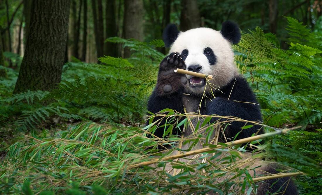 Hay dos días en el año dedicados al panda gigante. Foto: Istock