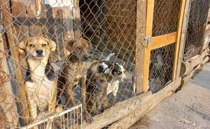 “Perritos, con miedo por explosiones del Popocatépetl", refugio pide ayuda ante posible evacuación 