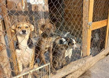 “Perritos, con miedo por explosiones del Popocatépetl", refugio pide ayuda ante posible evacuación