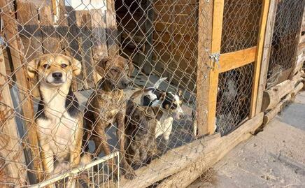 “Perritos, con miedo por explosiones del Popocatépetl", refugio pide ayuda ante posible evacuación