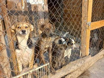 “Perritos, con miedo por explosiones del Popocatépetl", refugio pide ayuda ante posible evacuación