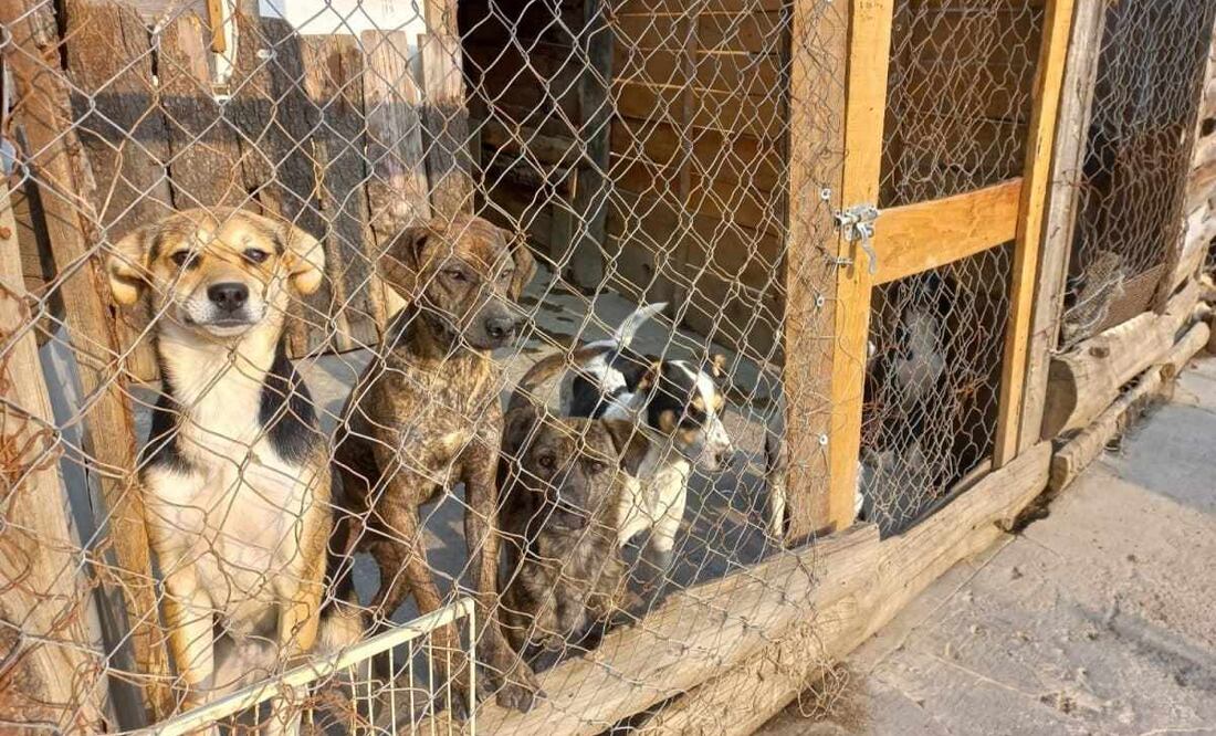 Refugio de animales Huellitas Amecameca. Foto: Especial