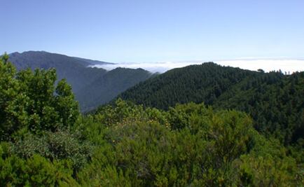 Más vegetación puede ser un arma climática de doble filo