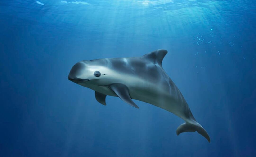 Esta ilustración de la Vaquita Marina fue proporcionada por Greenpeace. (Greenpeace vía AP)