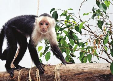 Mono capuchino vivirá en zoológico de Chapultepec