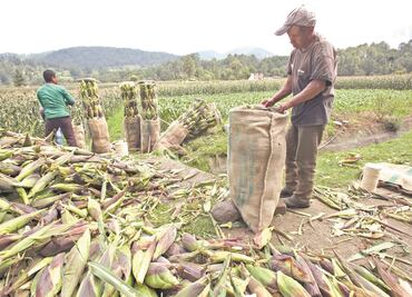 Piden apoyo de agroproductores privados para subir producción de maíz y bajar importación