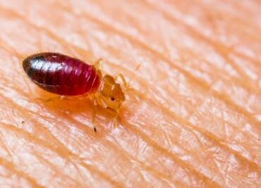 Remedios caseros con ingredientes naturales para eliminar las chinches si ya te alcanzó la plaga