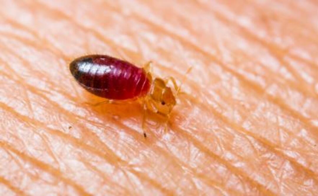 Chinches | Fuente: Pinterest