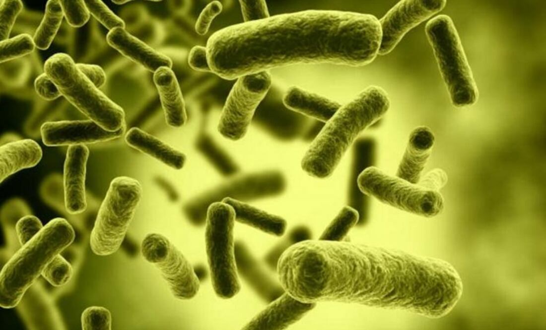 Cómo evolucionan las bacterias, según la ciencia genómica
