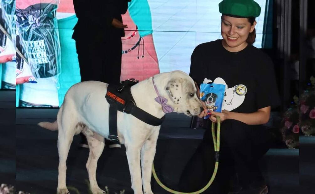 Perrito "Ingeniero" Foto: Especial/El Universal