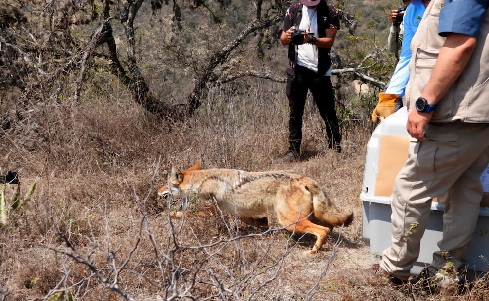 Profepa libera a 16 animales en Reserva de Meztitlán, Hidalgo (08/04/2026). Foto: Especial
