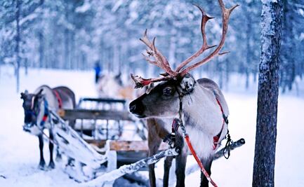 ¿Por qué el trineo de Santa Claus es jalado por renos?