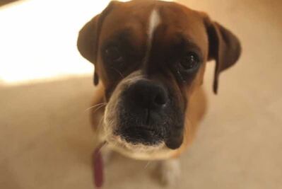 ¿Tienes una mascota? Cuídala así ante la ola de calor