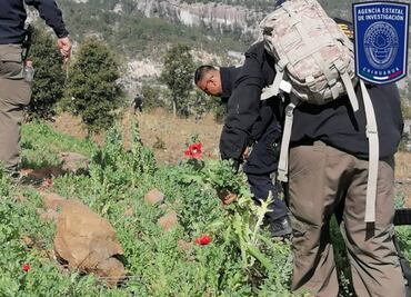Destruyen 70 mil plantas de amapola en Guadalupe y Calvo, Chihuahua