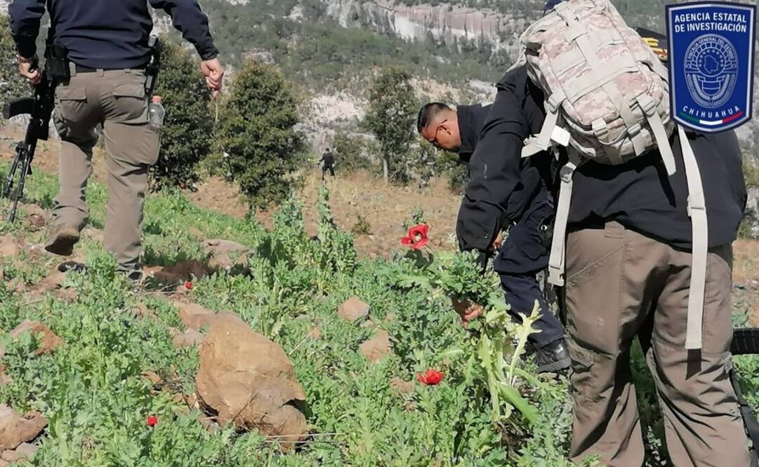 Plantíos de amapola en Guadalupe y Calvo, Chihuahua. Foto: Especial