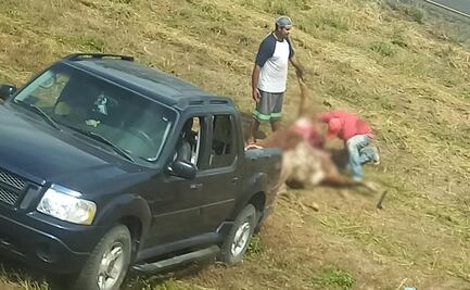Destazan ganado tras volcadura de tráiler en autopista Mazatlán-Culiacán