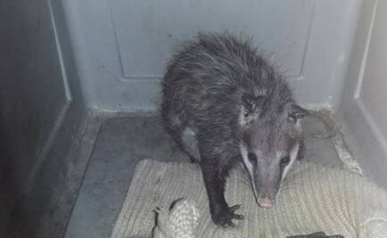 Opossum gives birth in Mexico City Metro station