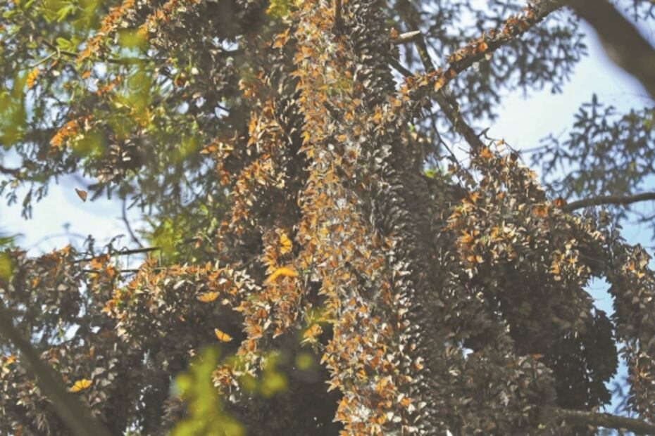 Virus no frena las visitas a las mariposas monarca