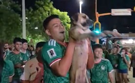 No estaba desaparecida, estaba de parranda, encuentran a perrita en festejos de México  
