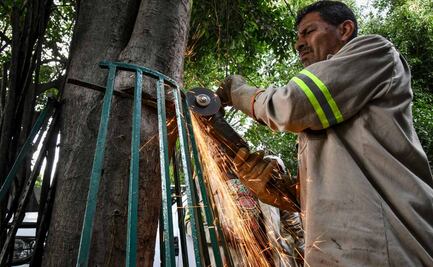 Alcaldía Benito Juárez retira estructuras metálicas que dañan árboles en colonia Del Valle Centro