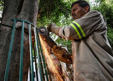 Alcaldía Benito Juárez retira estructuras metálicas que dañan árboles en colonia Del Valle Centro