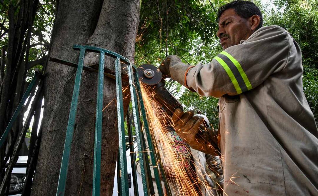 La alcaldía detalló que estas acciones tienen como objetivo generar conciencia en la población sobre la importancia de mantener los árboles libres de estructuras.
Foto: Especial.