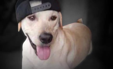Bruno, el perrito que fue asesinado por ladrones que asaltaron a sus humanos en Ecuador