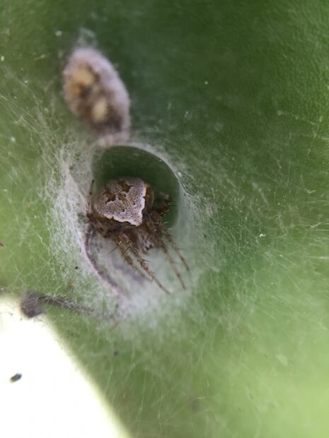 Mexican arachnologist is taking Twitter by storm