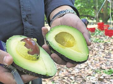 AMLO ve una conspiración contra México detrás de la suspensión de EU del aguacate nacional