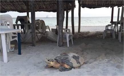 Un ejemplar de tortuga carey anida en el malecón de Progreso, Yucatán