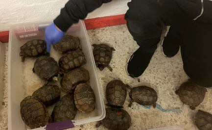 Guardia Nacional rescata a 260 tortugas que estaban en costales en Puebla
