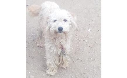 Denuncian a gasero por dejar caer cilindro de gas sobre perrito en Oaxaca 