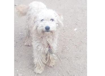 Denuncian a gasero por dejar caer cilindro de gas sobre perrito en Oaxaca