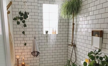 Descubre qué plantas neutralizan los malos olores en tu baño y cómo cuidarlas