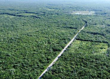 Talan selva para beneficiarse de Sembrando Vida; fotos antes y después