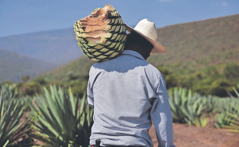 El Estado de México es una de las regiones donde el mezcal data en documentos antiguos.  Fotos: de EL UNIVERSAL