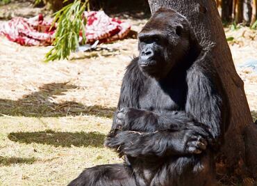 Muere en Zacango ex pareja de gorila "Bantú"