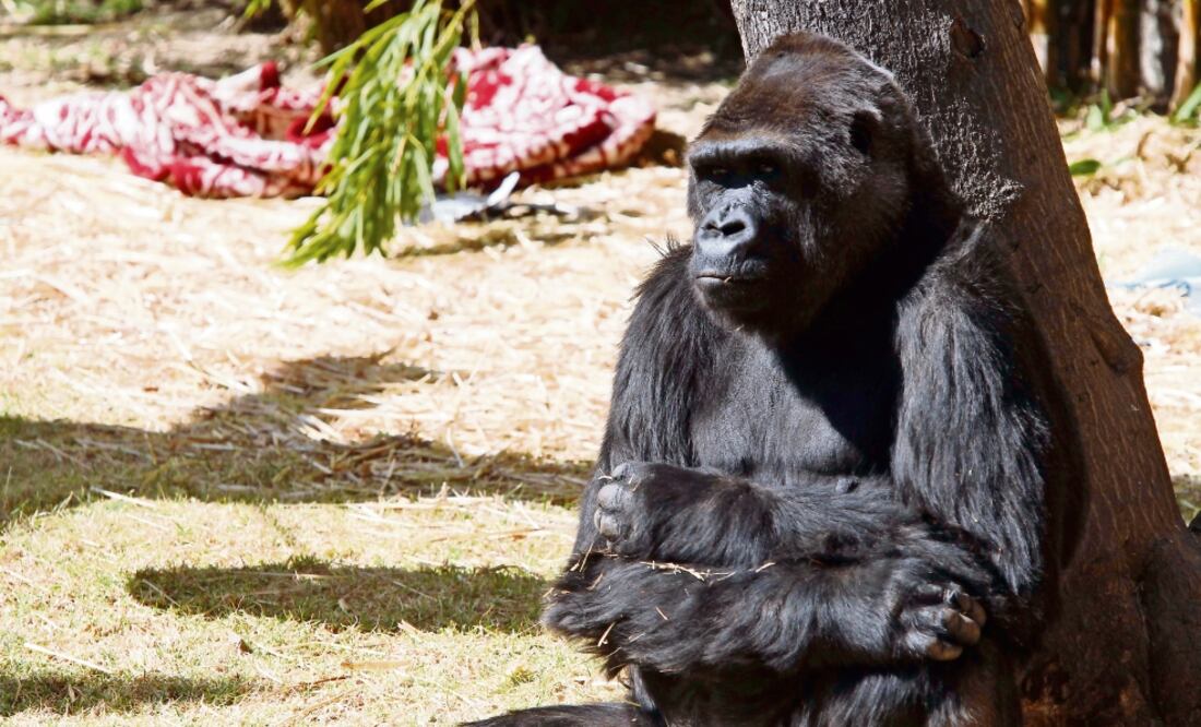 Cita fallida. Arila fue transportada de 2005 a 2010 a Chapultepec para ser acoplada con Bantú sin éxito (JORGE ALVARADO. EL UNIVERSAL)