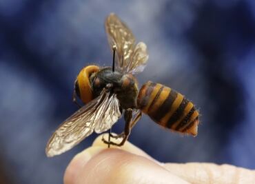 Alertan por extinción de especies en Edomex