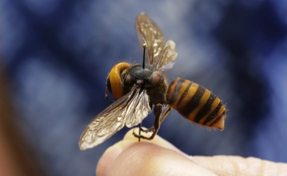 La avispa asiática está lejos de llegar a México, asegura especialista