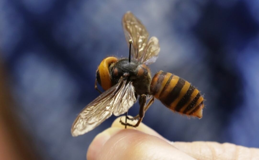 Avispas, abejas, escarabajos, murciélagos, colibríes y hormigas son las especies que están por extinguirse en el Estado de México. Foto: Archivo / EL UNIVERSAL